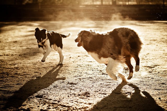 15971358725_5e6c933efe_z