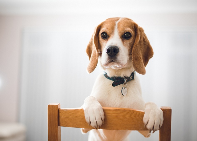 33201168522_c49bf8abc6_z