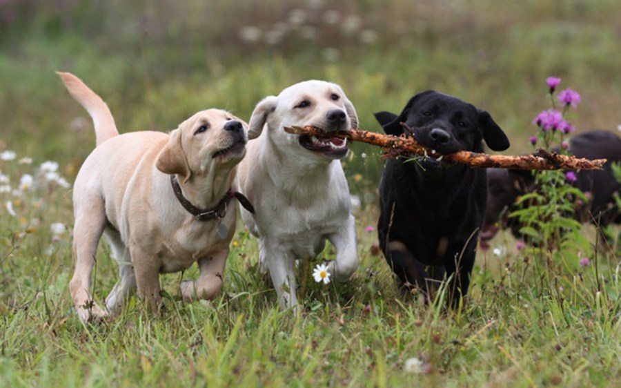 4479670704_3c9c8943db_o