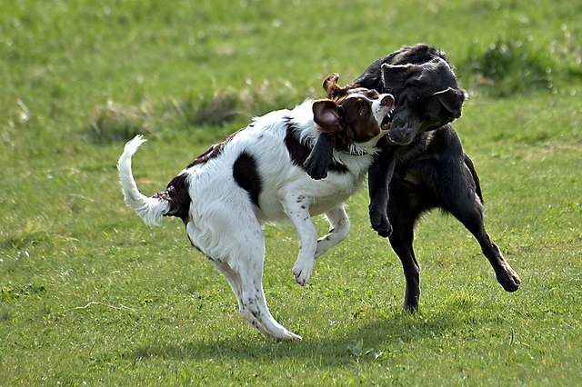 7099596851_2c411f3e43_z