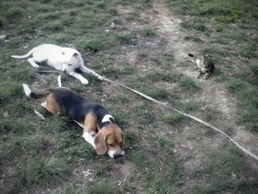 902953_522964311100133_591629169_o