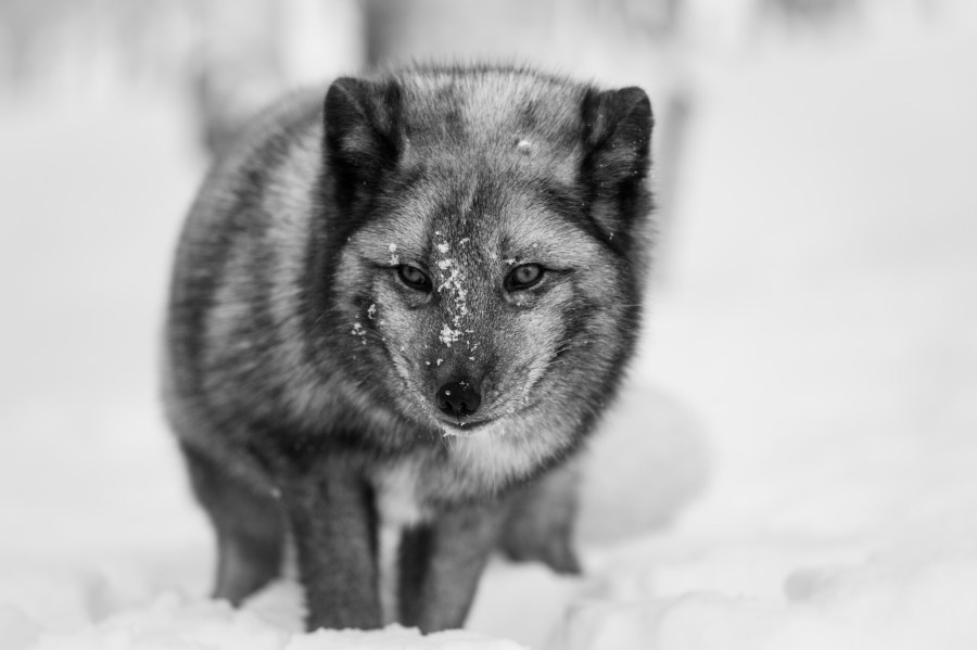 12632303635_3c085cf66b_k