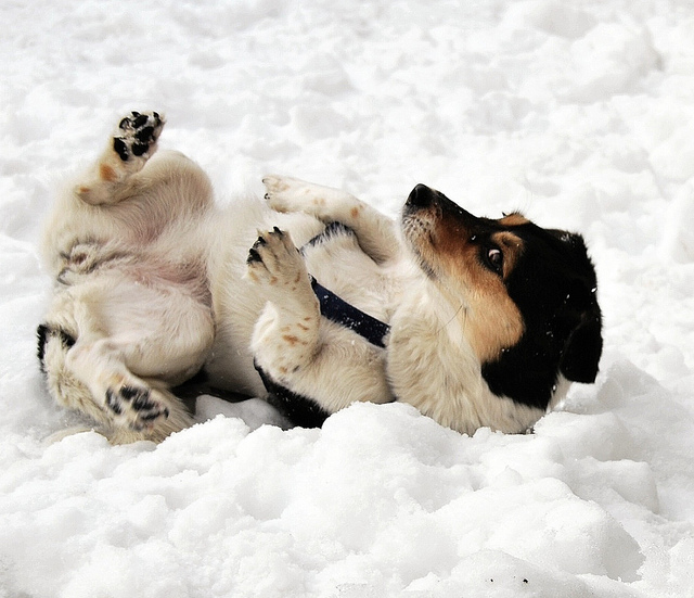 6864111261_9842eb5b18_z