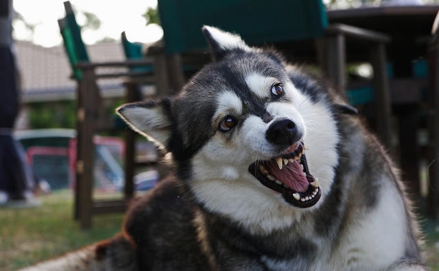 12745144244_c1d1dcdcb8_z