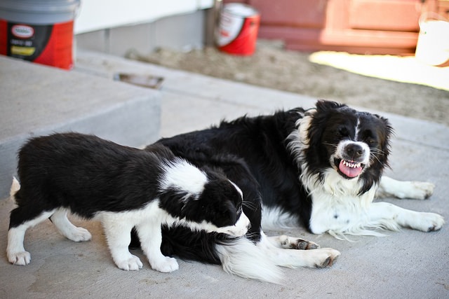 14620916348_0d880ab207_z