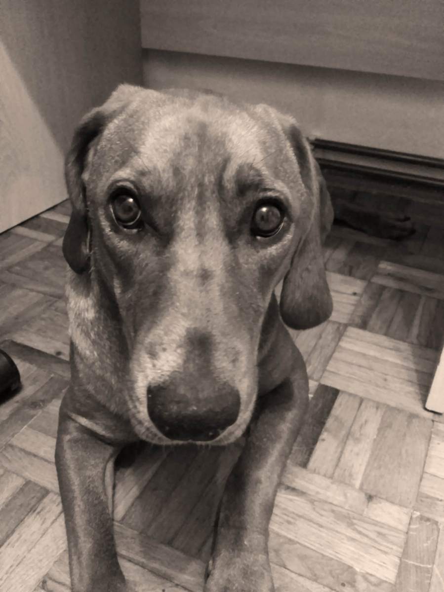 36406429605_97ecc2408d_k